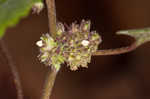 Hairy crabweed <BR>Clammyweed